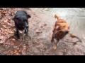 Barney Shogi Layla And Betsy At South Mountain Reservation 1