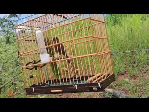 Campeada de Curió – O Melhor do Canto  de curió que você já viu🐦🎶