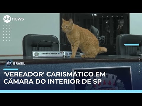 Lelo, o gato, vira mascote oficial e “rouba a cena” na Câmara de Votuporanga (SP) | #SBTBrasil