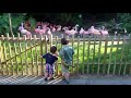 LA Zoo Flamingos