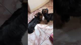 Video preview image #1 Yorkshire Terrier Puppy For Sale in Cluj-Napoca, Cluj, Romainia