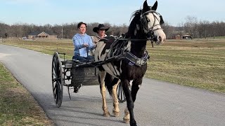 Episode 101 - Driving A Beautiful Paint Draft Horse Cross