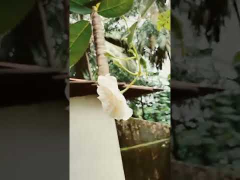 white rose which blooms at my home after a long time