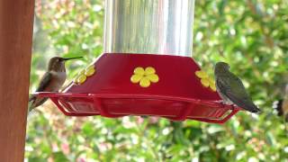 hummingbirds sipping sugar water at feeder