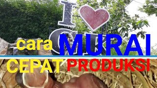 Download lagu PENTING,,!!!  Sinar Matahari dalam Penangkaran Murai Batu mp3