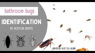 Bathroom Bugs Identification - 15 Bugs You Might Find In The Bathroom