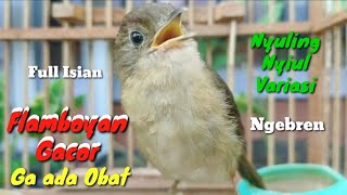 Download lagu SUARA TERAPI BURUNG FLAMBOYAN UNTUK PANCINGAN DAN MASTERAN BURUNG LOMBA mp3