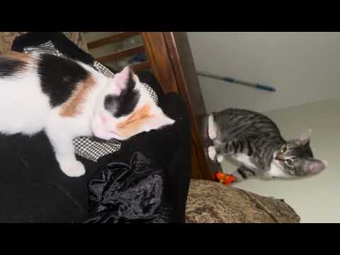 Would you pet her? #kitten #cats #cat 