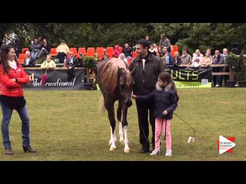 1st place N.135 AJ BARARI - Bruges 2015 International - Junior Fillies Championship (Class 120)