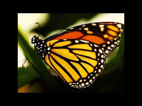 Everything'll Be Alright by Andy Partridge