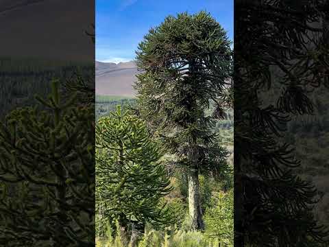 🌋 Tremenda vista desde el Sendero Coloradito al Volcán Lonquimay | Naturaleza . su máxima expresió