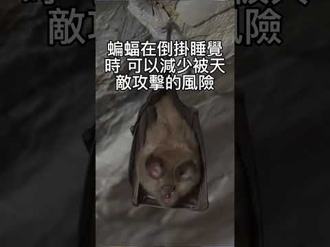 蝙蝠會裝死嗎