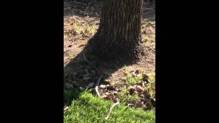 SNAKE FOUND IN CULVER CITY