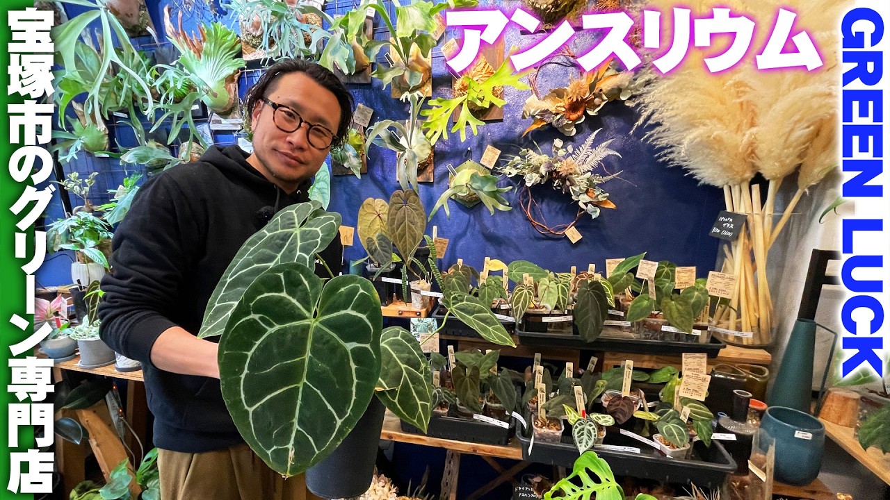 【観葉植物専門店グリーンラック】美しい葉を観賞する『アンスリウム』の世界／希少なロムズブラックやドラヤキシルバーも入荷【グリーンラック】