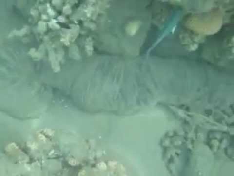 UBO: quallenartige Gallertwalze, Hausriff Lahami Bay im Flachwasserbereich,Ägypten