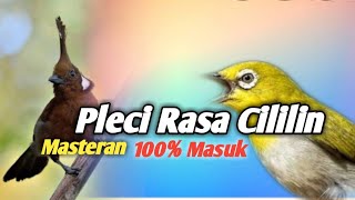 Download lagu masteran pleci nembak cililin panjang mp3