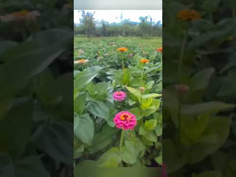 リンゴの木の根元に関連する植物はどれですか?  庭園