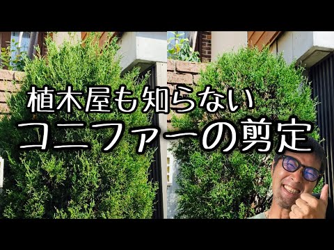  2月にクルミの木を剪定できますか? 「はい」の場合、どのように操作しますか? 2024 年のガイド  庭園