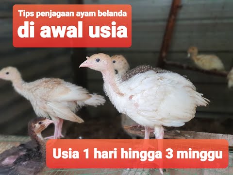 , title : 'Ayam Belanda di Usia 3 minggu lebih'