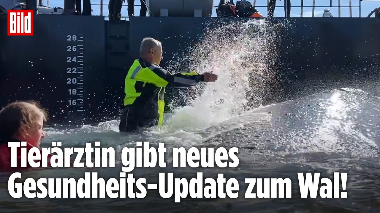 WAL TIMMY: Gesundheits-Update von der Tierärztin! SO geht es dem Buckelwal in der Barge
