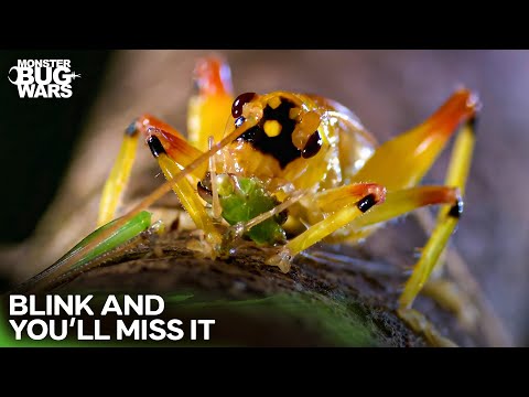 The Strike That's Faster Than the Human Eye | Monster Bug Wars