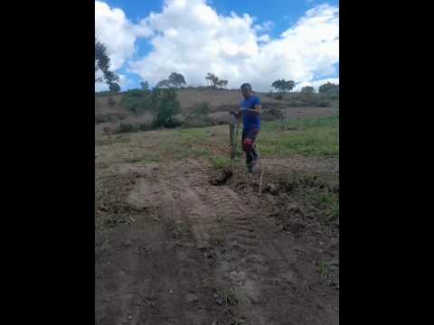 paraibano arretado plantando capim
