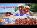 Blippi Visits A Cherry Farm Educational Food Videos For Kids