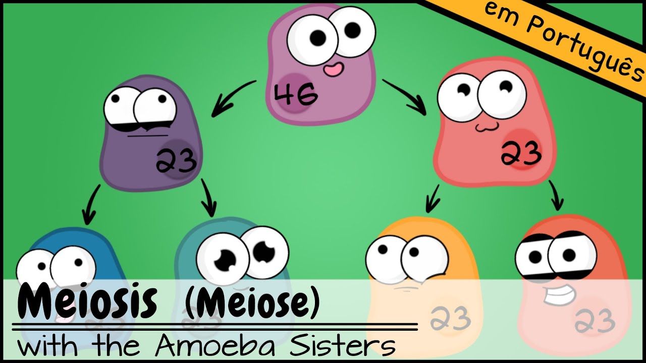 Meiose