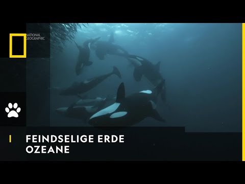 FEINDSELIGE ERDE - Ozeane | National Geographic