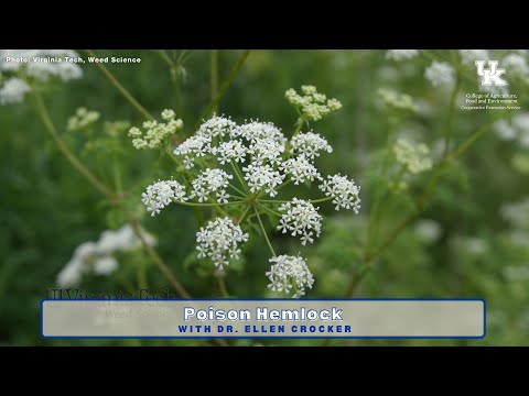 Poison Hemlock