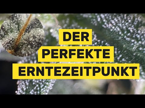 Der perfekte Erntezeitpunkt - Den Reifegrad deiner Pflanze sicher erkennen & verstehen! 🪴