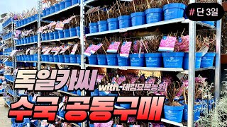 독일카씨 수국 공동구매!! 노지월동 가능한 수국 엔들레스썸머 시리즈&아나벨수국!! feat. 대림묘목농원
