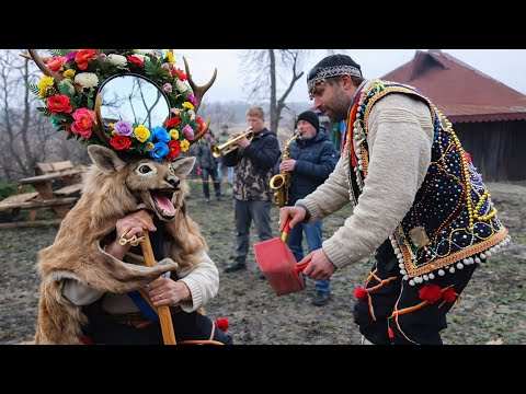 Cerbul de la Cotnari direct la Căsuța din Pădure ! 