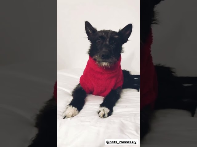 Vídeo relacionado con 2 Piezas Infrarrojo Reflejo Gracioso ojos de Gato Parches,Insignia De Seguridad Moral Táctica Accesorios para el Uniforme Militar, Mochila, Chaqueta,Perro Chaleco