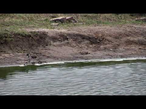 Djuma: Blacksmith Lapwing chick at Vuyatela Pan - 09:04 - 11/23/18