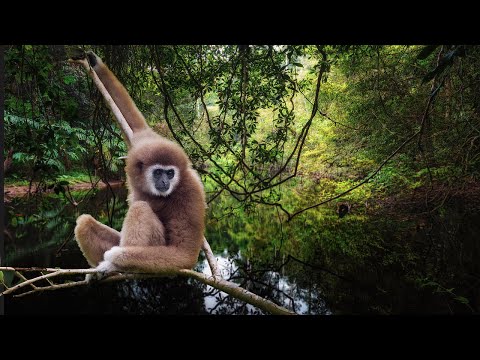 Gibbons Tropical Sounds - 1 Hour Relaxing Nature Sounds of Asia Rainforest