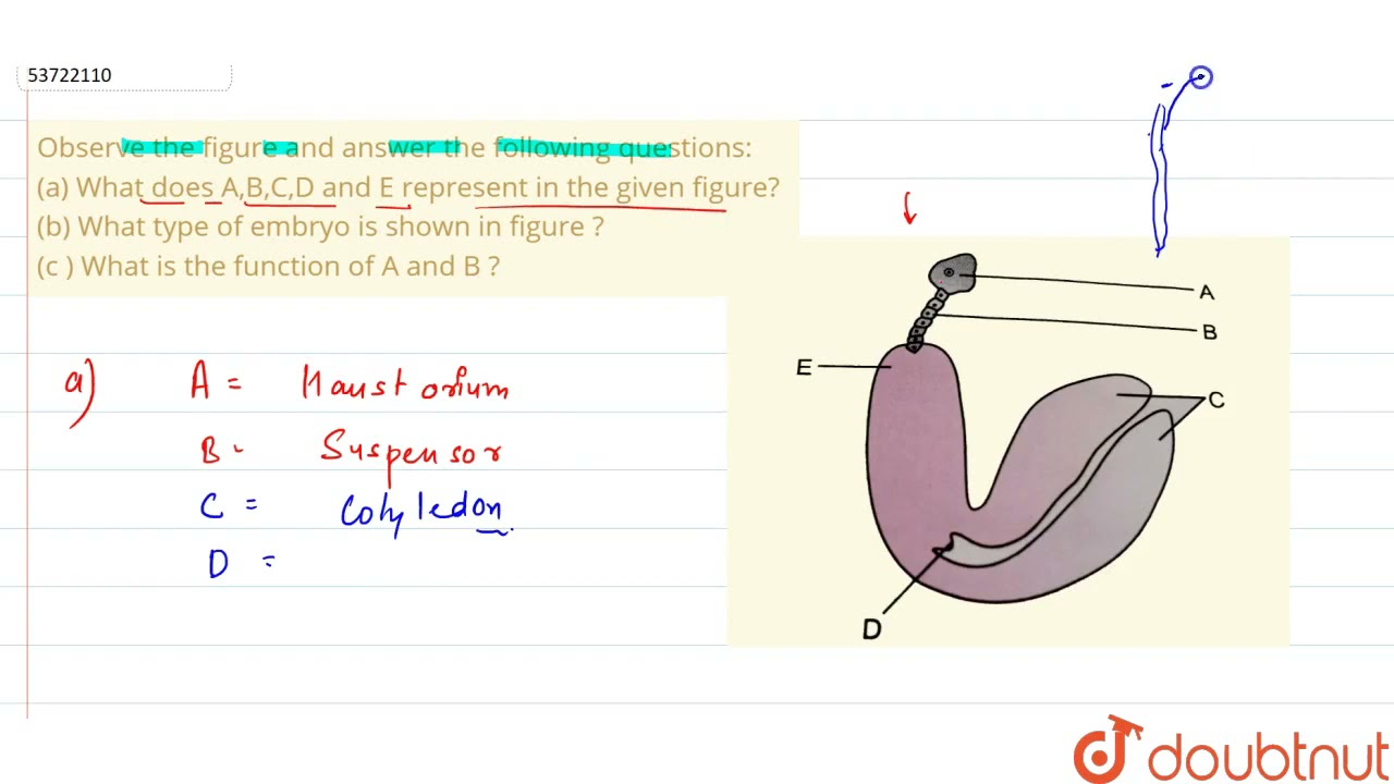 Observe the figure and answer the following questions:(a) What does A,B,C,D and E represent in t...