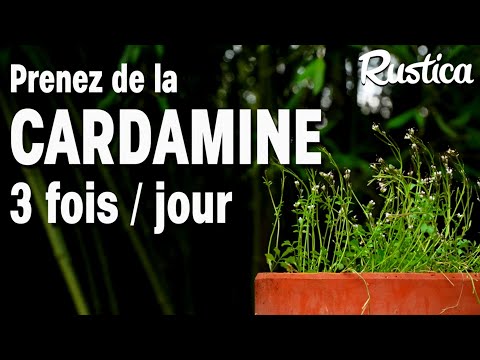 La cressonnette ou cardamine hérissée