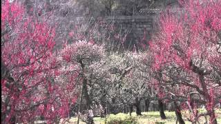 preview picture of video '大阪 3月 大阪城公園梅林 Plum blossoms in Osaka Castle Park(2011-03)'