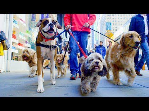 How Do Dogs Make Friends? | Pets: Wild At Heart | BBC Earth