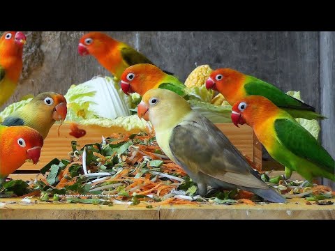 Lovebird Meal Time - January 2023 - New Wooden Table and Wooden Tray