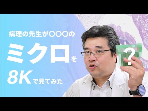 ミクロプテリ科について詳しく解説