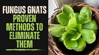 How to Get Rid of Fungus Gnats in Houseplants: Proven Methods