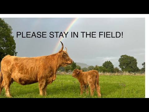 WILL THIS KEEP HIM IN? FENCING IN OUR HIGHLAND BULL!