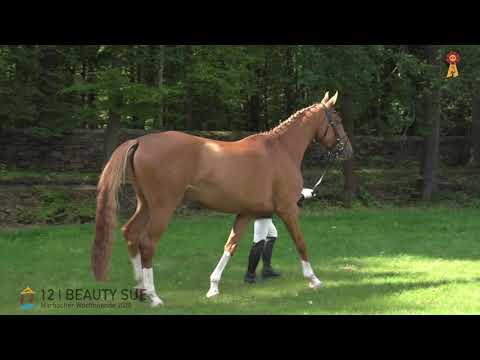 12 Beauty Sue v. Susu's Boy - Liberator  *MARBACHER WOCHENENDE 2020*