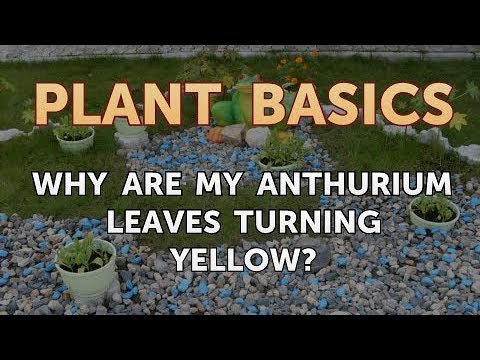 How to Dry an Overwatered Plant