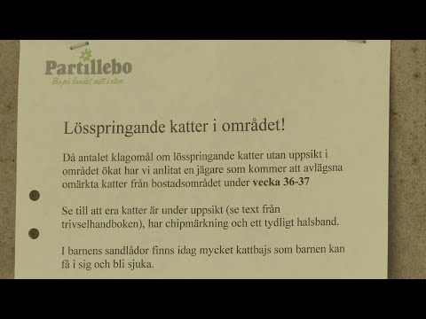 Bostadsbolaget: Jägare kommer avlägsna omärkta katter - Nyheterna (TV4)