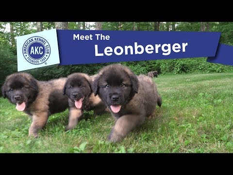 Leonberger breed video