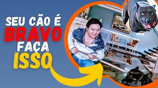 SEU CÃO É BRAVO ?  FAÇA ISSO ...