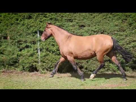 Lote 22 RZ DAMA DE ORO DA CARAPUÇA